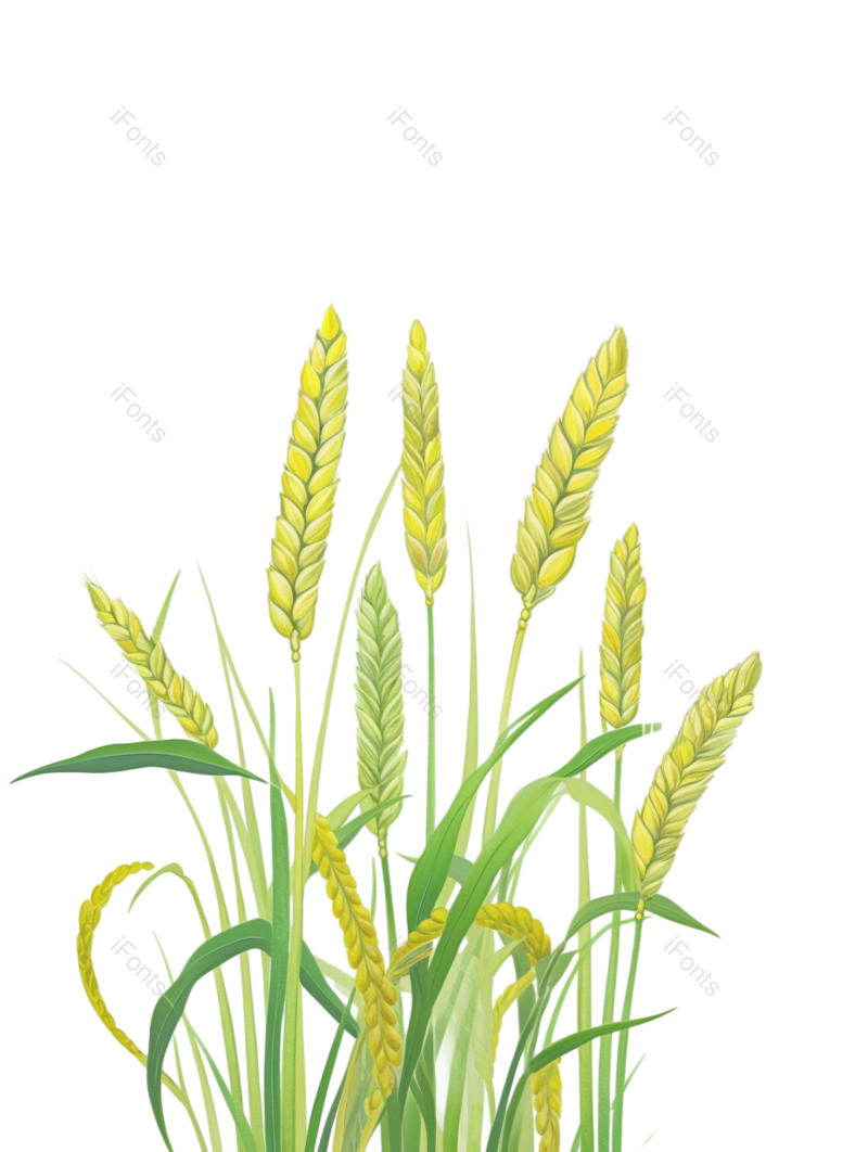 芒种图片,元素元素,卡通PNG,麦子免抠素材